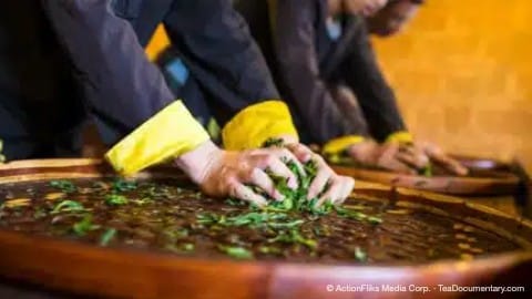 How Tea Is Made 5 Chinese Tea culture traditional tea making tea workers hands kneading rolling green tea leaves on bamboo tray