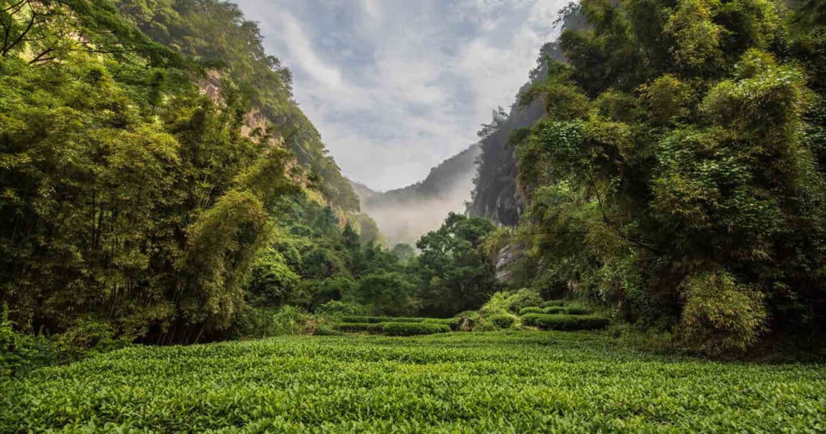 Types of Tea 25 Wuyi Mountain tea fields where health benefits of tea originate, filmed for TEA documentary