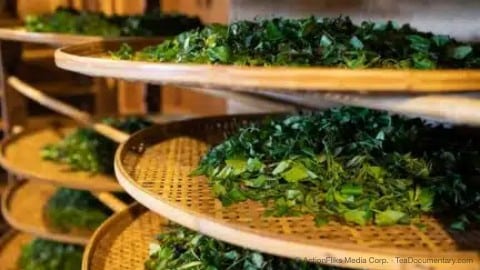 How Tea Is Made 8 Traditional tea making green tea leaves on bamboo trays