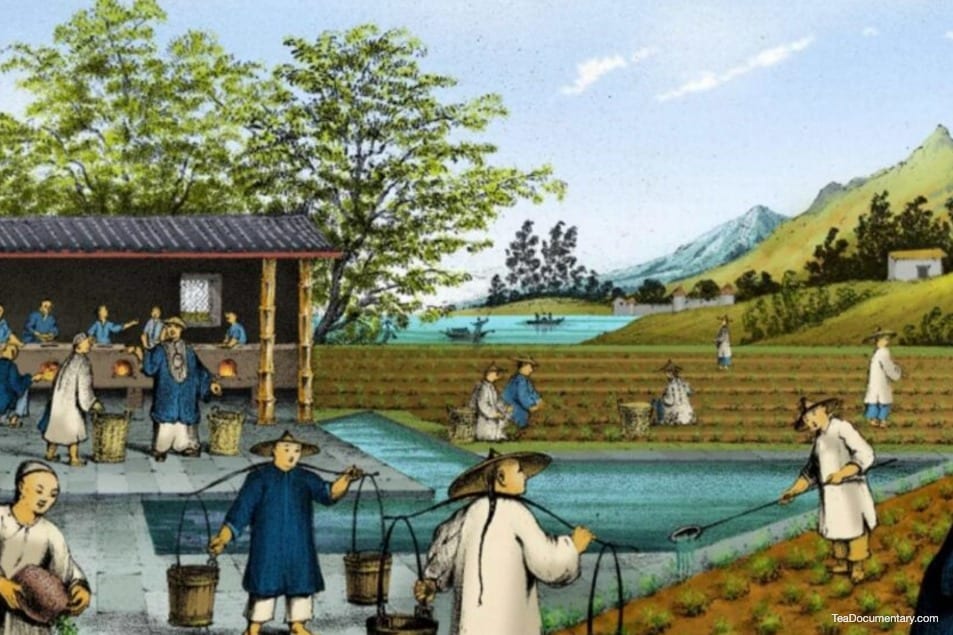 What Country Did Tea Originate From? 7 featured image historical painting traditional chinese tea making tea trade tea cultivation