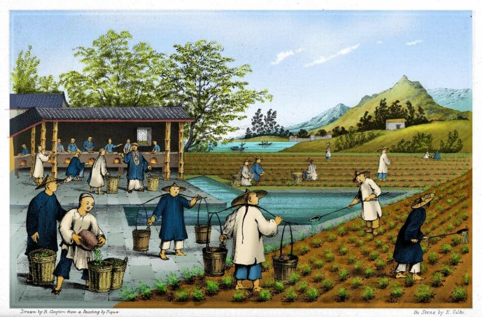 What Country Did Tea Originate From? 19 how is tea made up