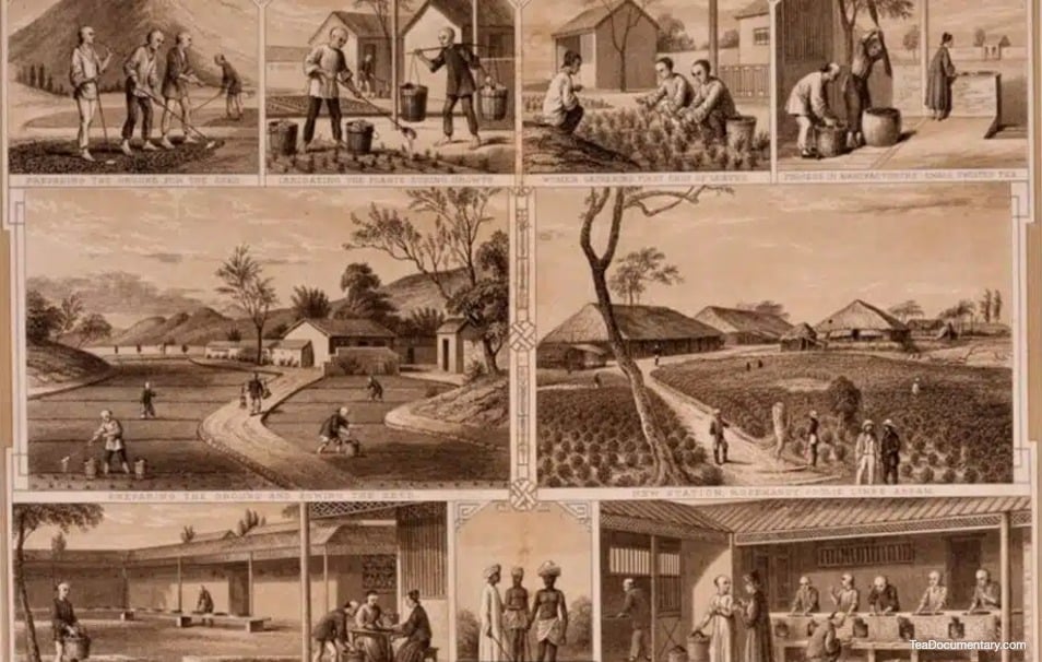 History of Tea in India 5 how tea came to india assam region c1855
