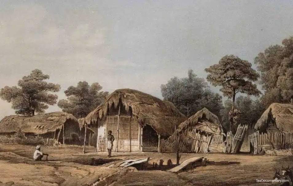 History of Tea in India 6 how tea came to india village of mangeldai assam c1855