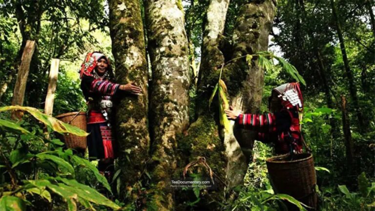 What Country Did Tea Originate From? 36 Tea originated in China: ancient wild Pu-erh tea trees with tea pickers in Yunnan