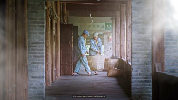 traditional chinese tea making lapsang souchong black tea workers smoke chamber