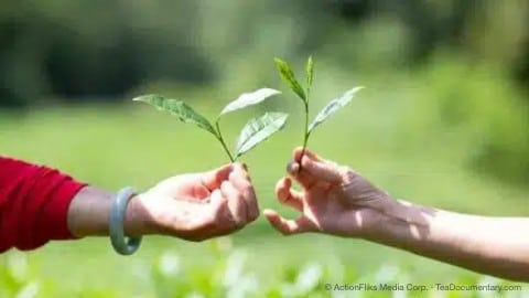 How Tea Is Made 4 traditional chinese tea making picking tea hands holding green tea leaves