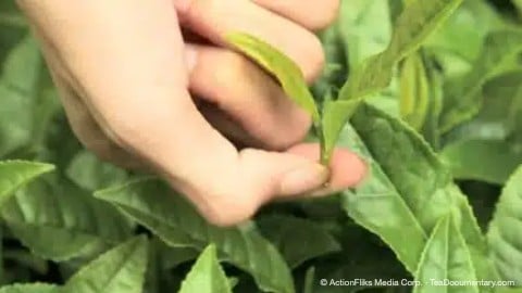 How Tea Is Made 9 traditional chinese tea making picking with green tea leaves