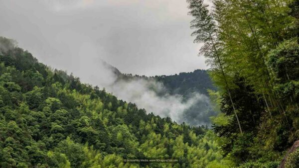 wuyishan landscape nature preserve lapsang souchong black tea birthplace