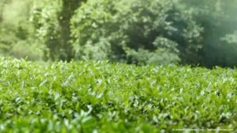 How Tea Is Made 6 wuyishan landscape tea field tea plant medium shot