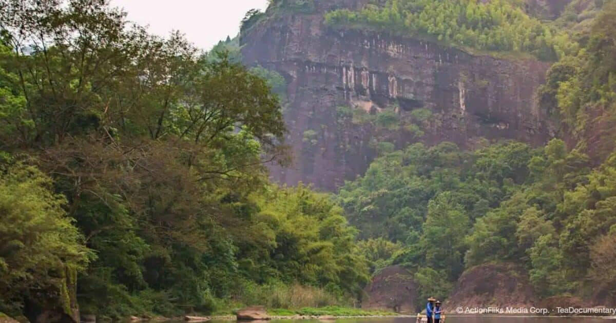 What Country Did Tea Originate From? 34 wuyishan landscape river rafters on bamboo raft with mountain