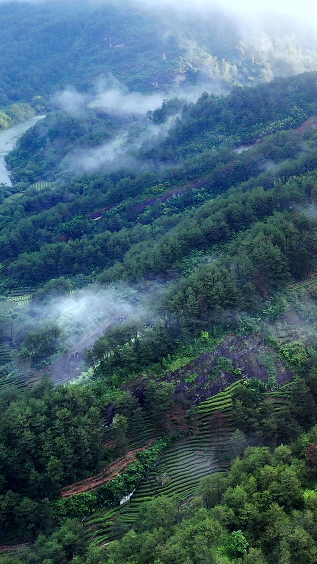 Wuyi Shan Tea Fields