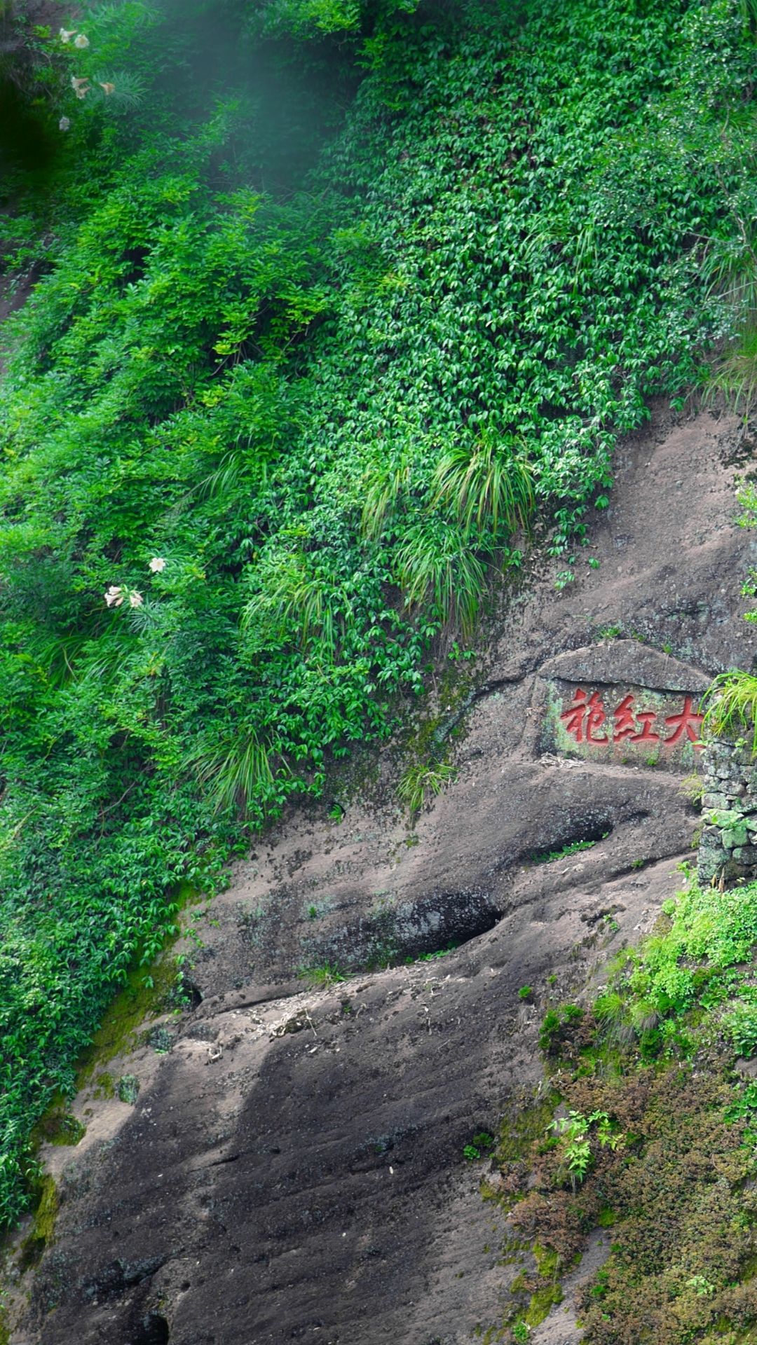 Da Hong Pao Mother Trees