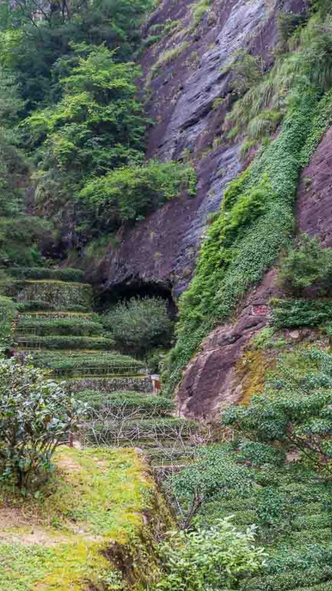 Da Hong Pao Mother Trees