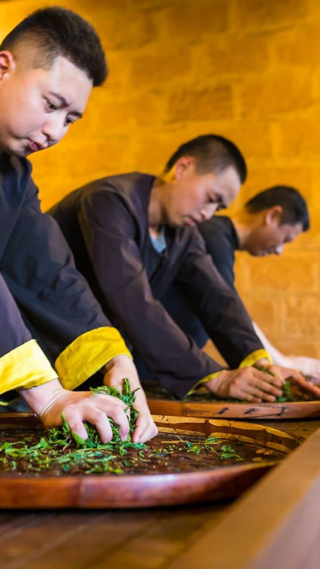 Kneading & Rolling Tea Leaves