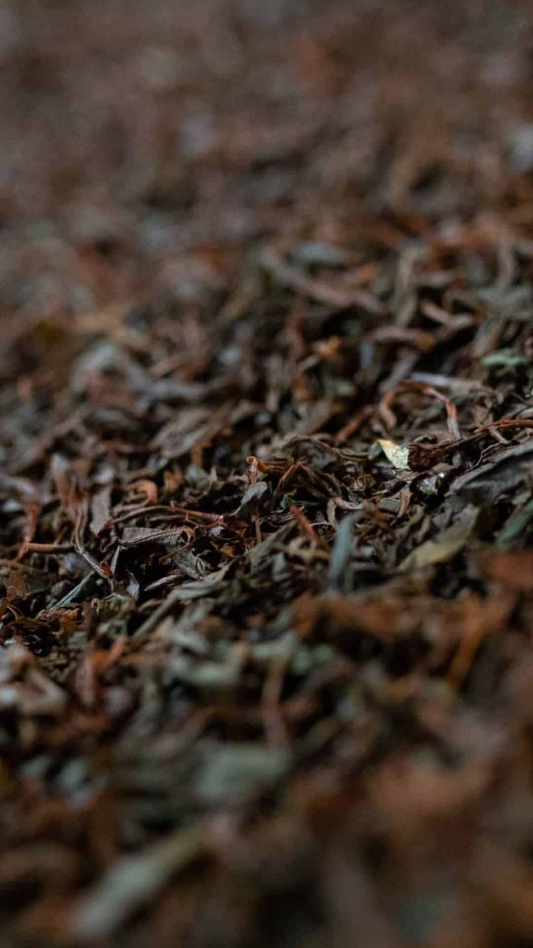 Da Hong Pao 11 Close-up of Da Hong Pao (大红袍) Wuyi Rock Tea (岩茶) leaves from the Wuyi Mountains (武夷山), Fujian Province, China — featured in TEA: The Drink That Changed The World documentary