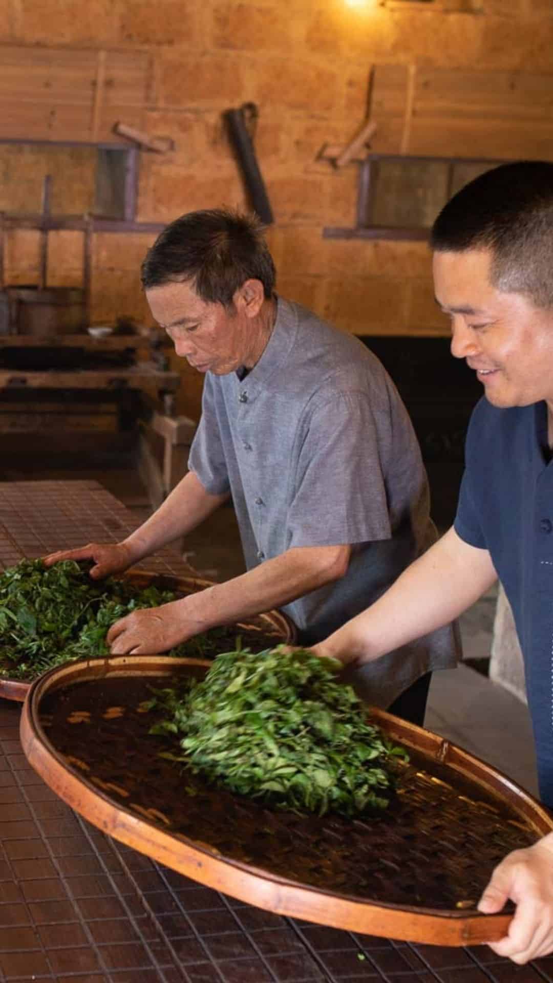 Da Hong Pao 7 Old Daddy Hwang (11th generation) and Young Mr. Hwang (12th generation) Oolong Tea Masters kneading Da Hong Pao tea leaves at the Hwang family tea house in the Wuyi Mountains (武夷山), Fujian, China — featured in TEA: The Drink That Changed The World documentary