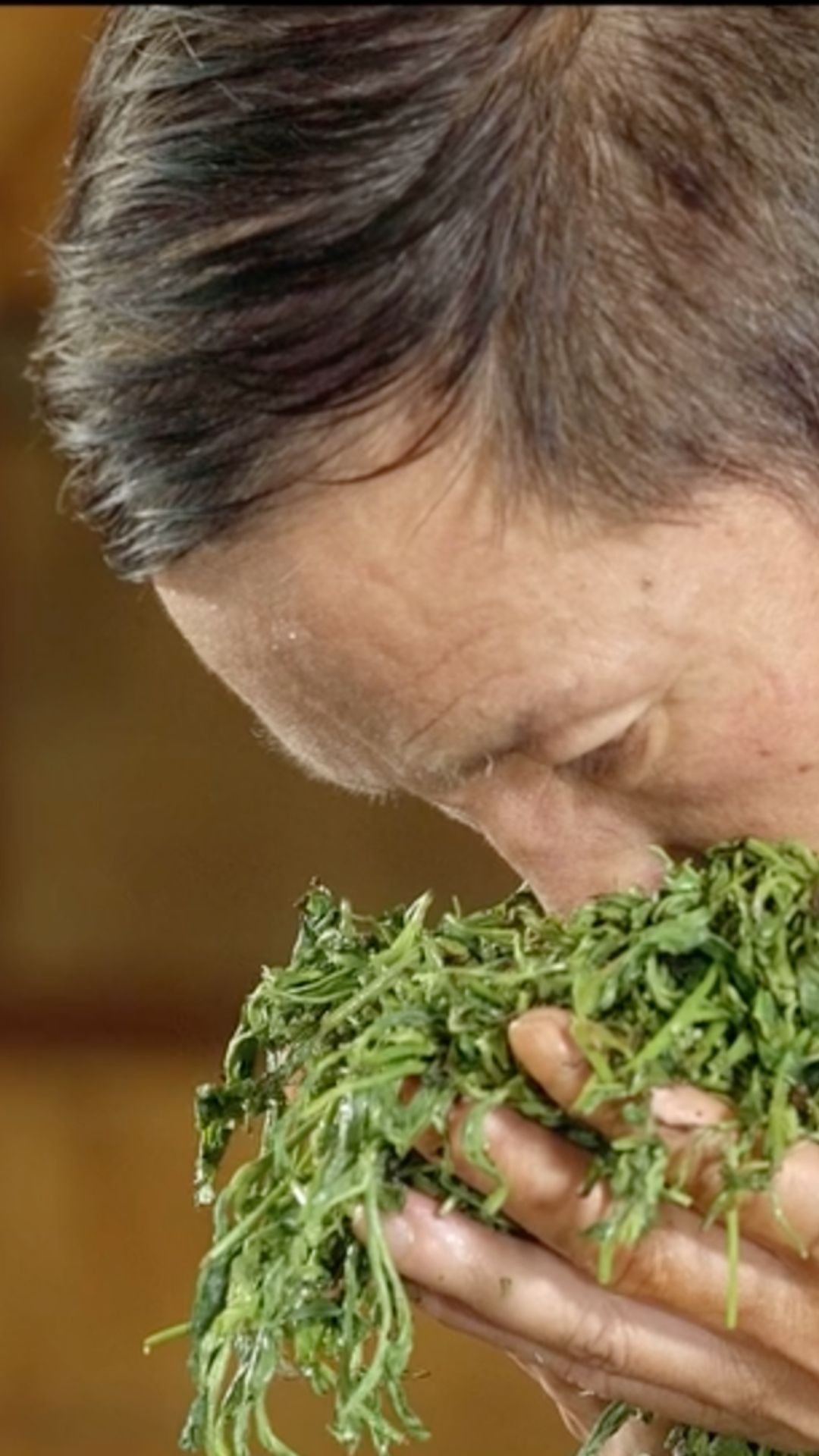 Oolong Tea Master-Old Daddy