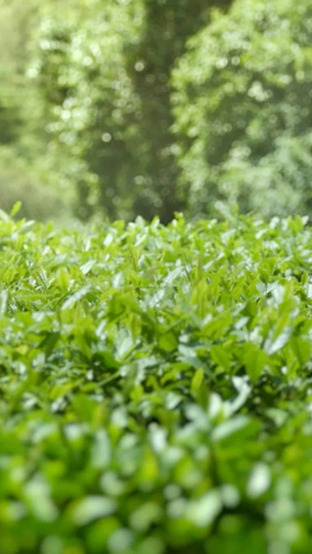 Da Hong Pao 6 Verdant tea field close-up — Wuyi Mountains (武夷山), Fujian Province, China — featured in TEA: The Drink That Changed The World documentary