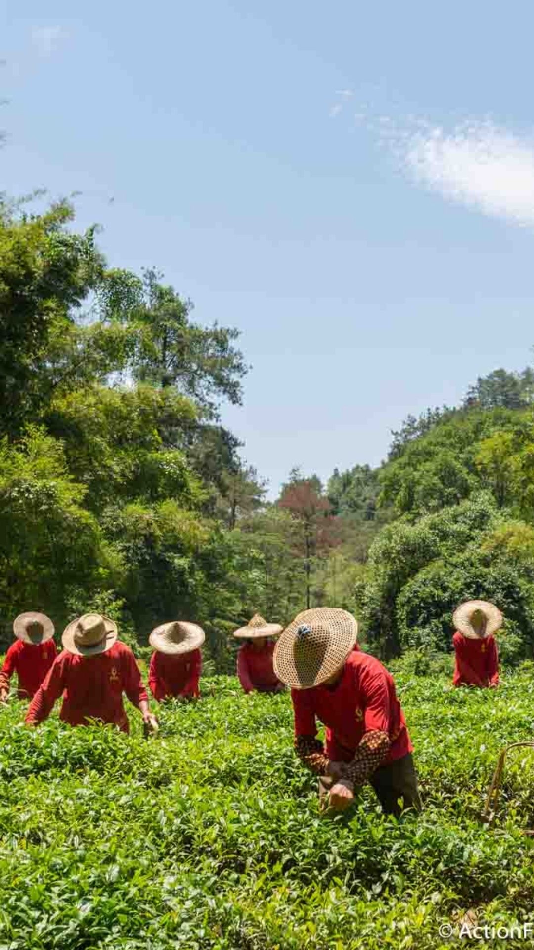 Tea Pickers, Wuyi Mountains