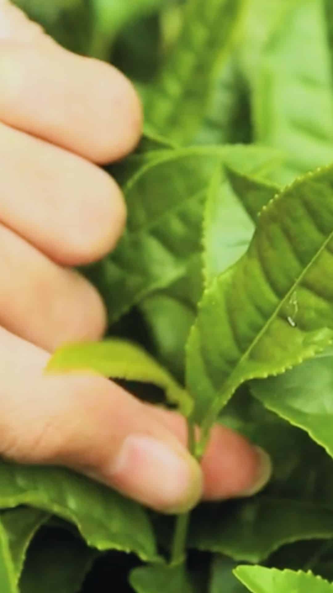 Da Hong Pao 10 Premium tea picking technique — a tea picker selecting two leaves below the bud in the Wuyi Mountains (武夷山), Fujian Province, China — featured in TEA: The Drink That Changed The World documentary