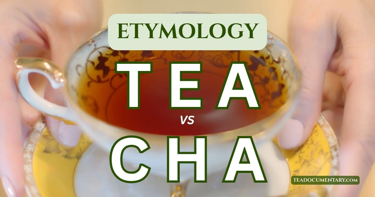 TEA Documentary — TEA: The Drink That Changed The World 24 Tea vs cha etymology: a gold-rimmed porcelain teacup of dark amber tea held in both hands, a production still from TEA: The Drink That Changed The World, showing the two names — tea and cha — that the world uses for the same leaf.
