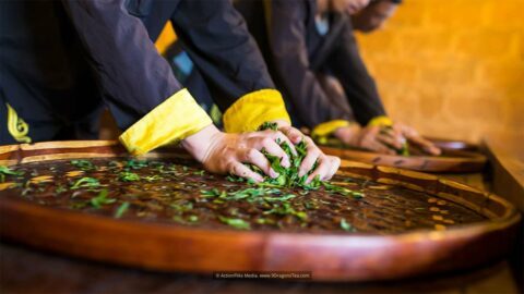 How Tea Is Made 2 Chinese Tea culture traditional tea making tea workers hands kneading rolling green tea leaves on bamboo tray