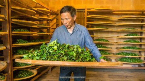 How Tea Is Made 7 tea spirit-where sacred leaves meet the soul-Wuyishan Culture traditional tea making tea master shaking green tea leaves in a room