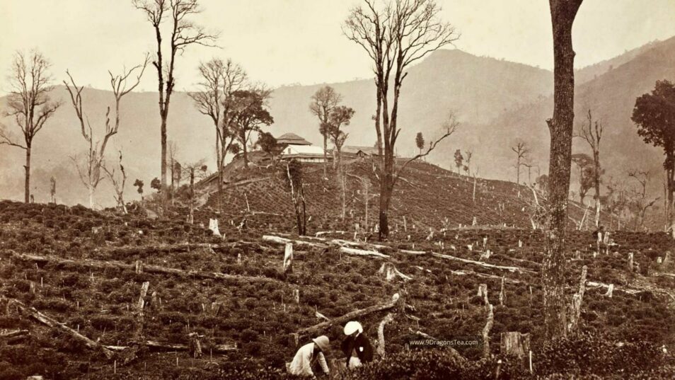 History of Tea In India 1 history of tea in india-darjeeling region early 1800s