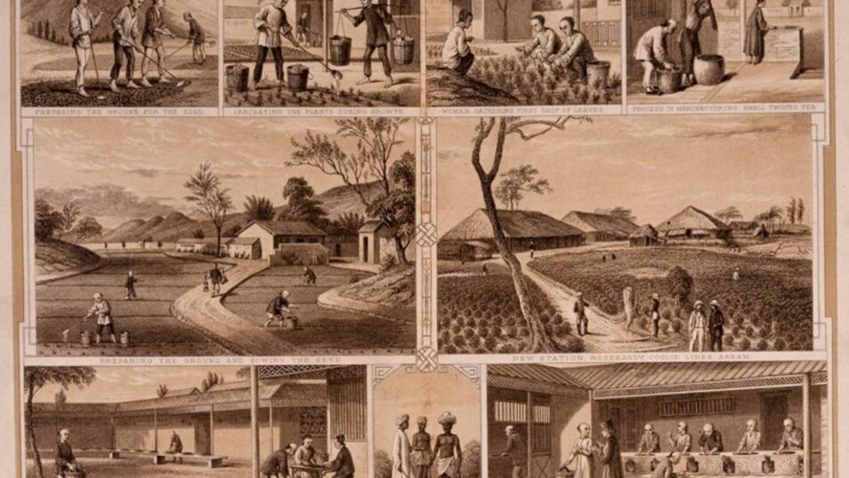 History of Tea In India 2 how tea came to india assam region c1855