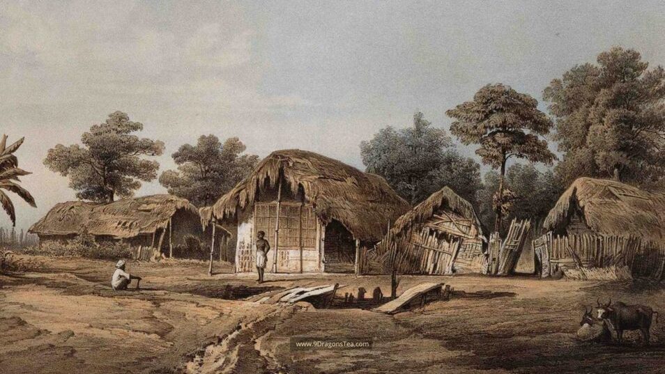 History of Tea In India 3 how tea came to india village of mangeldai assam c1855
