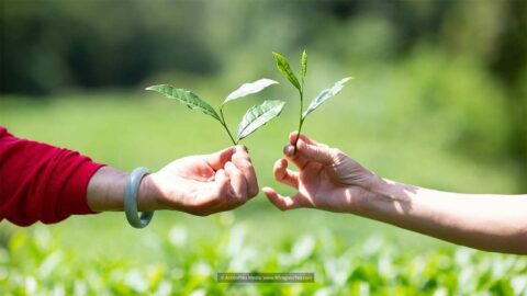 How Tea Is Made 1 traditional chinese tea making picking tea hands holding green tea leaves