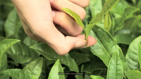 How Tea Is Made 6 traditional chinese tea making picking with green tea leaves
